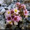 Hairy Stonecrop